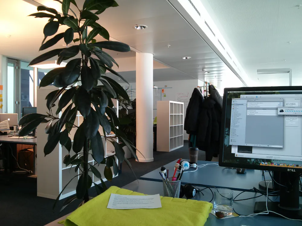 Modern open-plan office interior featuring a large potted rubber plant next to a desk with a computer monitor, green towel, and office supplies, with white shelving and hanging coats in the background