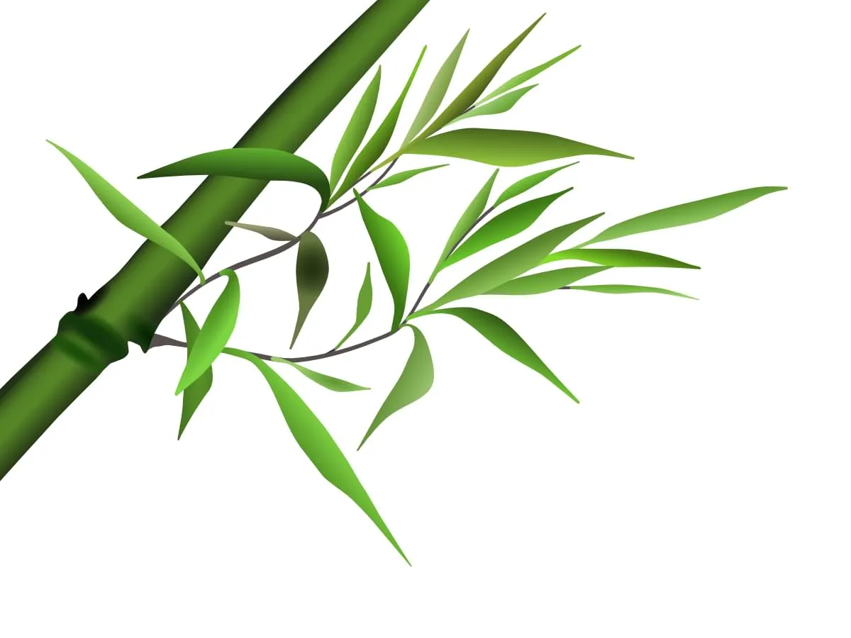 Bamboo Illustration